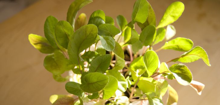 Arugula termesztése otthoni körülmények között