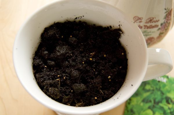 Arugula termesztése otthoni körülmények között