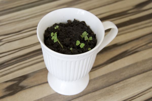 Arugula termesztése otthoni körülmények között
