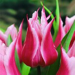 A tulipánok termesztése a kertben A tulipánok termesztése a kertben