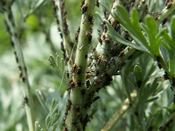 Pest Control a kertben