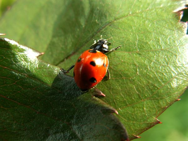 Pest Control a kertben
