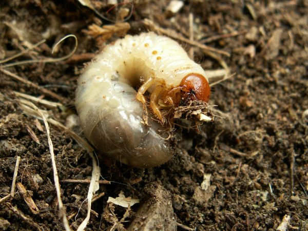 Pest Control a kertben