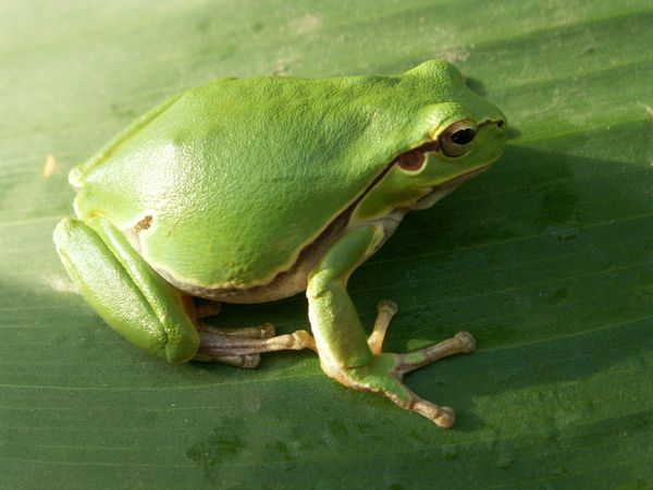 Pest Control a kertben