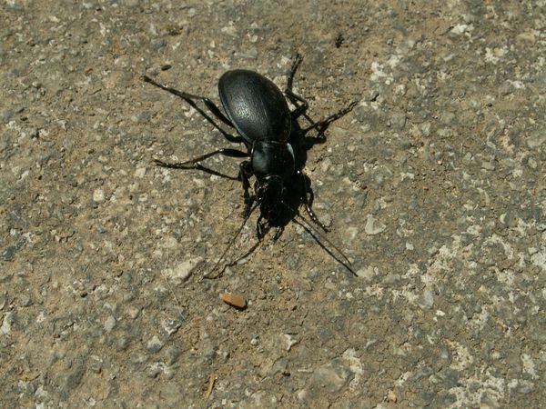 Pest Control a kertben