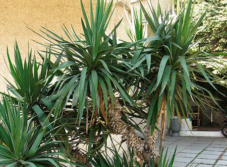 Yucca otthon: gondozás és szaporodás