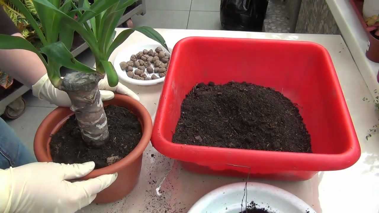 Yucca otthon: gondozás és szaporodás