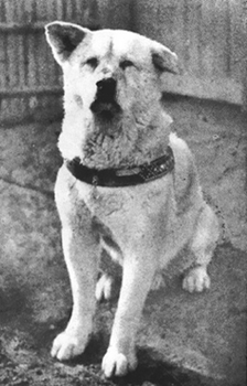Valódi Hachiko Valódi Hachiko