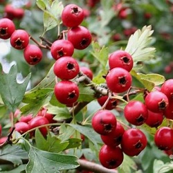 Hawthorn tinktúra