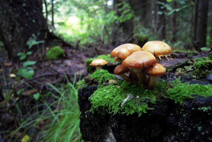 Gomba ábécé: a gomba hamis és összetett, fotó