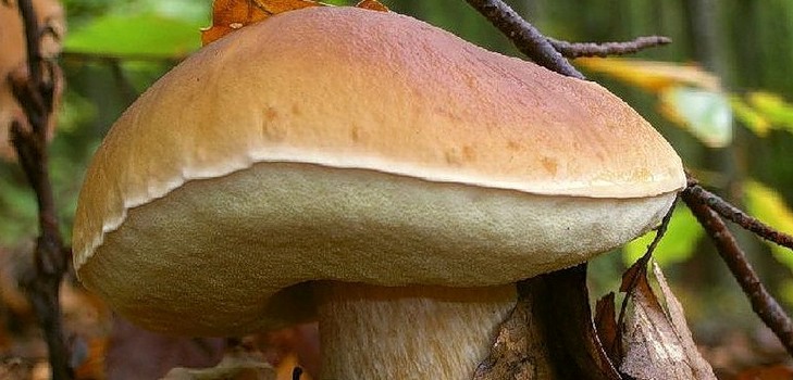 Fehér gomba: leírás, a növekedési helyek jellemzői