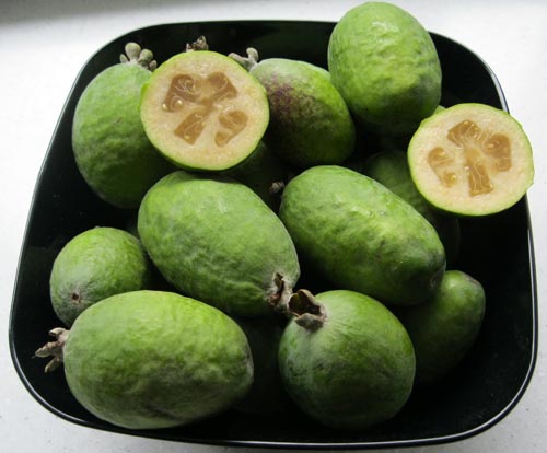 Feijoa - a feijoa hasznos tulajdonságai, előnyei és ártalmai