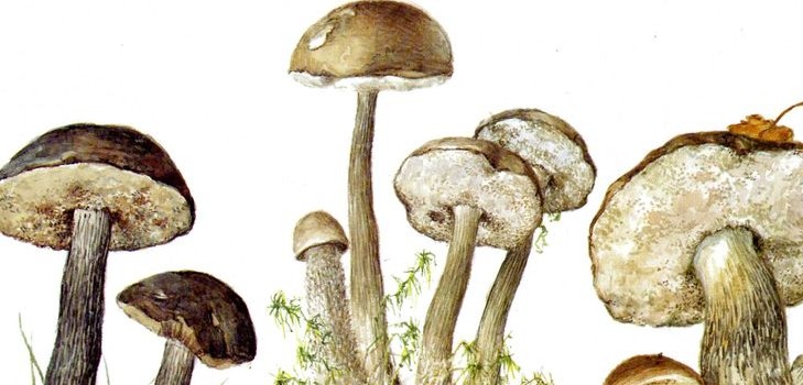 Gomba podderozovik: leírás a fotóval