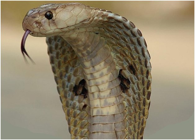 támadó cobra