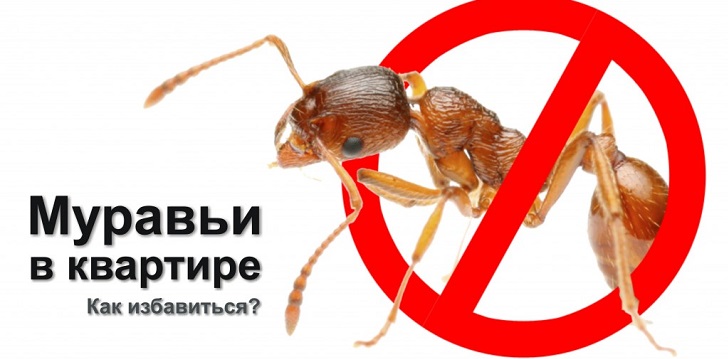 Hogyan lehet megszabadulni a hangyáktól?