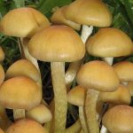 Hogyan lehet megkülönböztetni a hamis méz agarakat az ehetőktől?