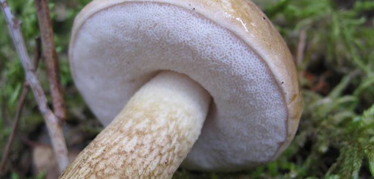 Hamis ananász: fotó és leírás