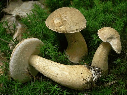 Hogyan lehet megkülönböztetni egy hamis nyerget egy ehetőből? A fő jelek, fényképek és leírások a hamis boletus