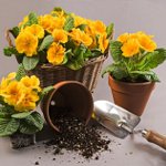 Hogyan transzplantálni virágokat