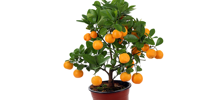 Calamondin