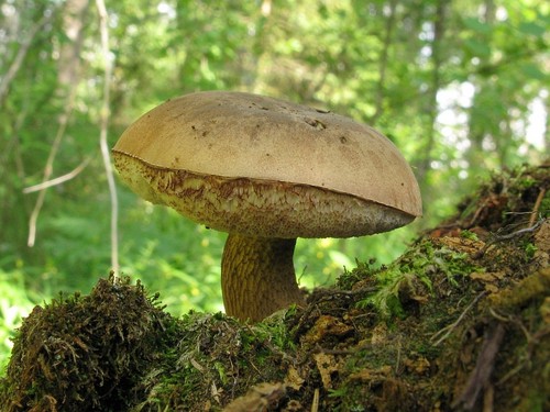 False podrezovyvik: leírás a fotóval. Hogyan lehet azonosítani egy hamis nyírfa kéreg az alapon?