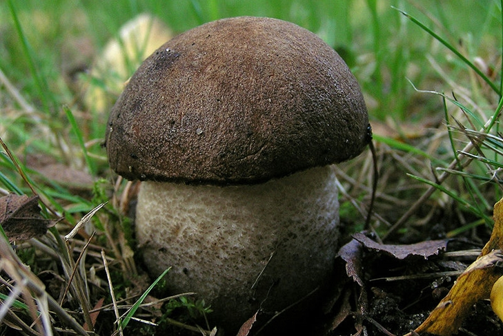 Legjobb őszi gomba: szeder