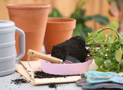 növényi transzplantáció