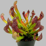 Szokatlan virágok - sarracenia