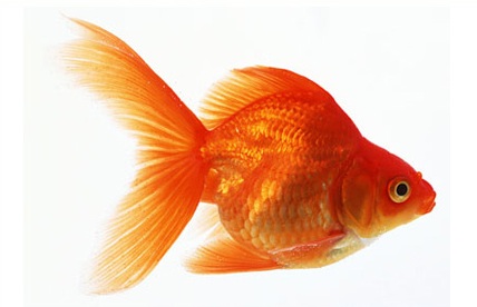 aranyhal