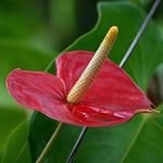 Anthurium otthoni ellátás: mi van akkor, ha az anthurium sárga?