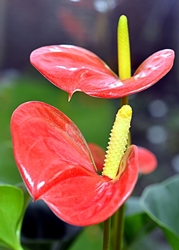 Anthurium otthoni ellátás: mi van akkor, ha az anthurium sárga?