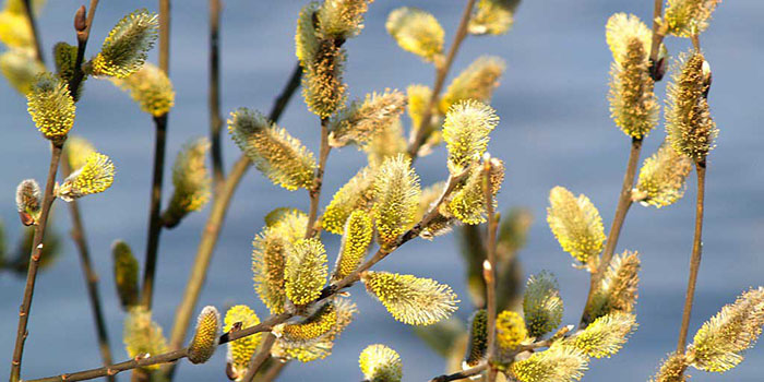 Palm Sunday: mit tegyen