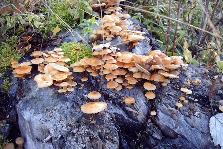 Mérgező gombák: hamis méz agarics, fotó