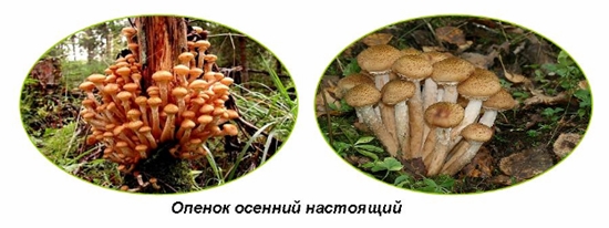 Mérgező gombák: hamis méz agarics, fotó