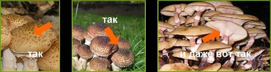 Mérgező gombák: hamis méz agarics, fotó