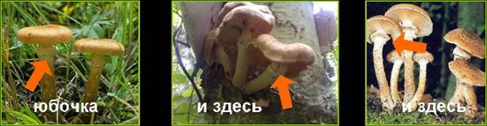 Mérgező gombák: hamis méz agarics, fotó