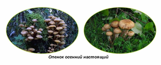 Mérgező gombák: hamis méz agarics, fotó