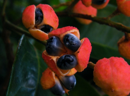 gyümölcsök guarana