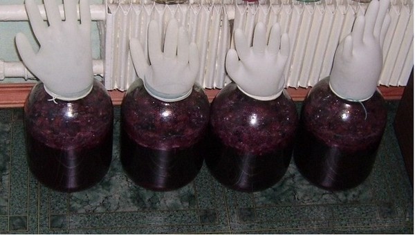 Házi cseresznyebor, egyszerű recept vodkával, élesztő nélkül. Hogyan készítsünk cseresznyebort otthon kesztyűvel?