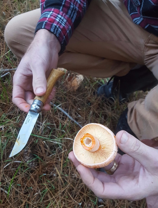 Hogyan gomba gombát