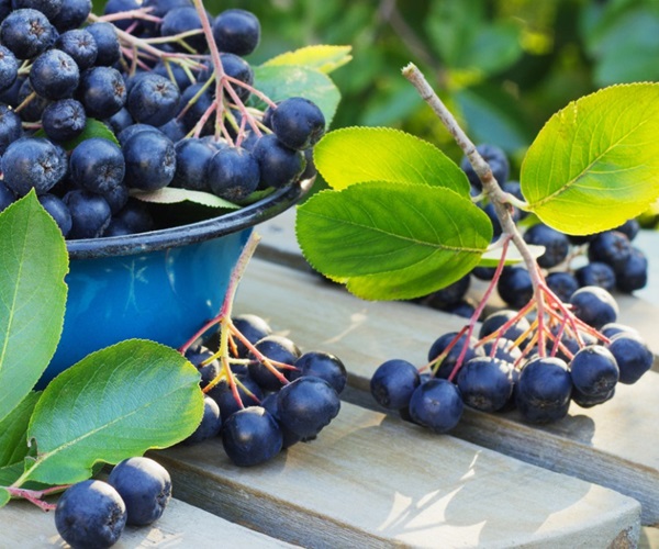 Komárom az aratóval ashberry-ből