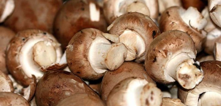sok champignon