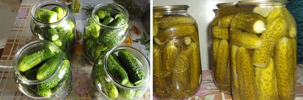 Uborka hidegen, nylon és fém alatt. Szedjük az uborka hideg módja a télen: mustárral, vodkával, ecettel szabad