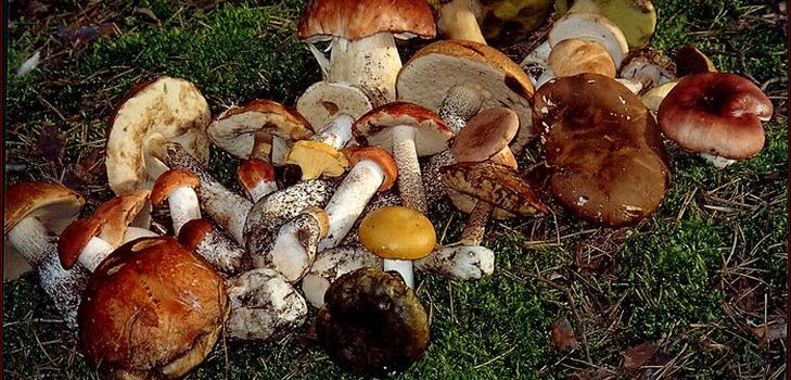 A recept a leves szárított gomba, annak hasznos tulajdonságait