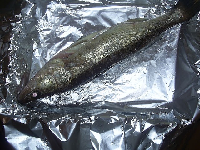 hal a fólián