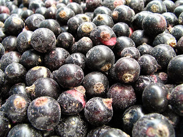 Rizs cukorral télen főzés nélkül, Pyatiminutka, fagyasztva. Currant recept, télen cukorral (hűtőszekrény nélkül)