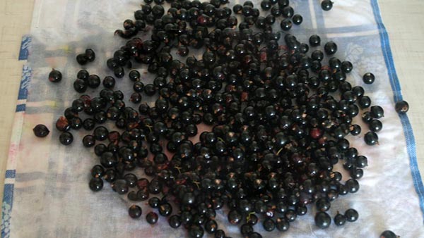 Rizs cukorral télen főzés nélkül, Pyatiminutka, fagyasztva. Currant recept, télen cukorral (hűtőszekrény nélkül)