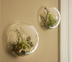 Florarium: a belső tér eredeti díszítése Florarium: a belső tér eredeti díszítése