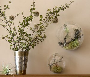 Florarium: a belső tér eredeti díszítése