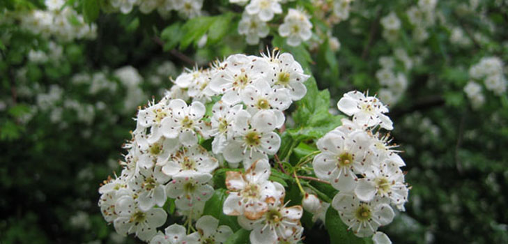 Hawthorn virágok: gyógyászati ​​tulajdonságok, népi gyógyászatban való alkalmazás